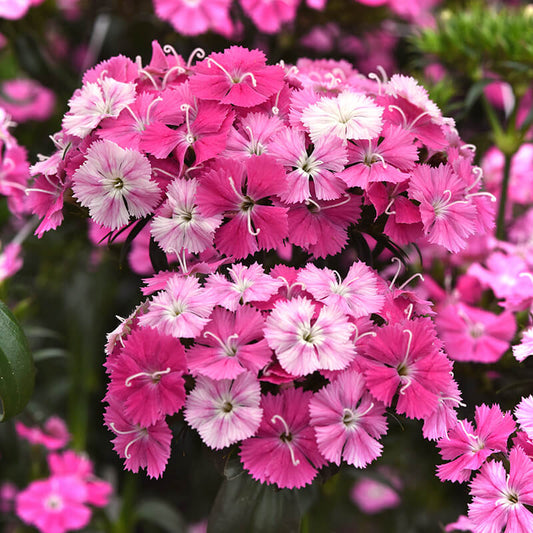Dianthus Amazon Rose Magic F1 Seed