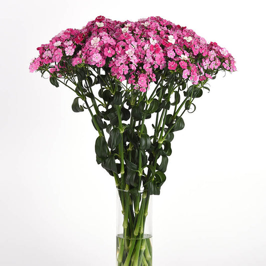 Dianthus Amazon Rose Magic F1 Seed