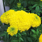 Marigold Perfection Yellow F1 Seed