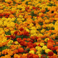 Marigold Zenith Mix F1 Seed