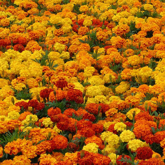 Marigold Zenith Mix F1 Seed