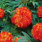 Marigold Zenith Mix F1 Seed