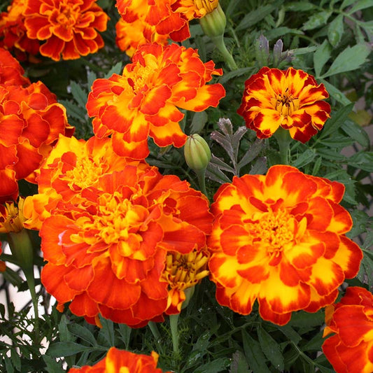 Marigold Safari Mix Seed