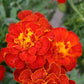 Marigold Safari Mix Seed