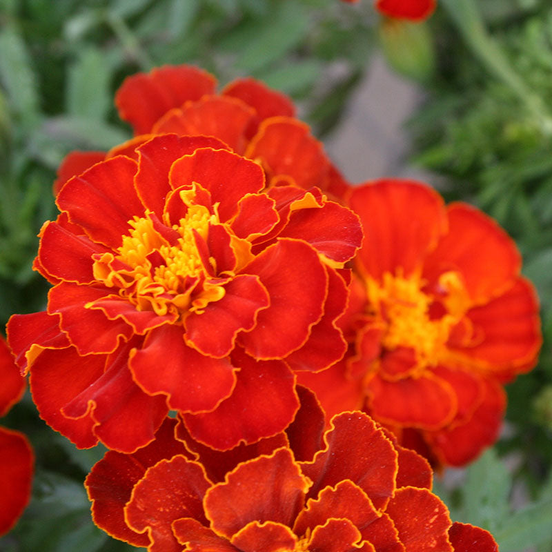 Marigold Safari Mix Seed