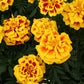 Marigold Safari Mix Seed