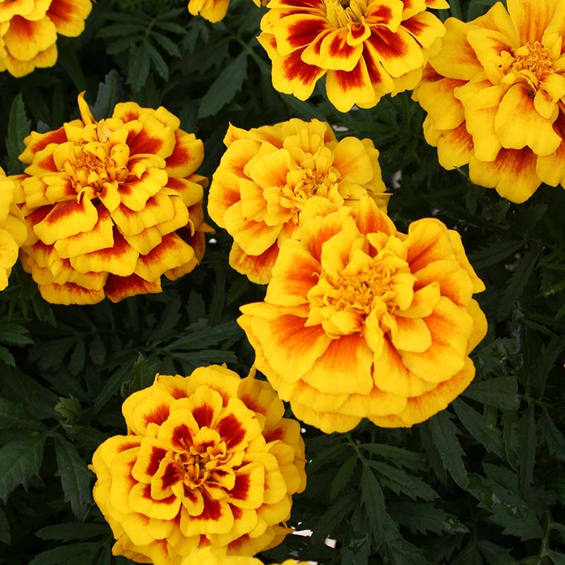 Marigold Safari Mix Seed