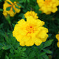Marigold Safari Mix Seed