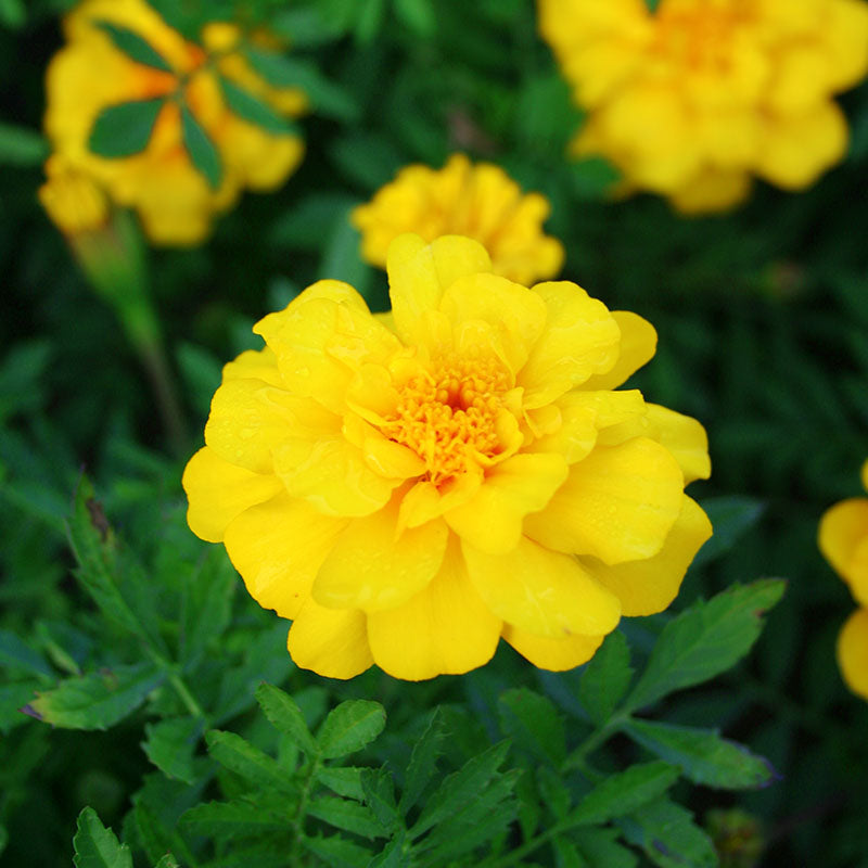 Marigold Safari Mix Seed