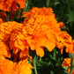 Marigold Safari Mix Seed