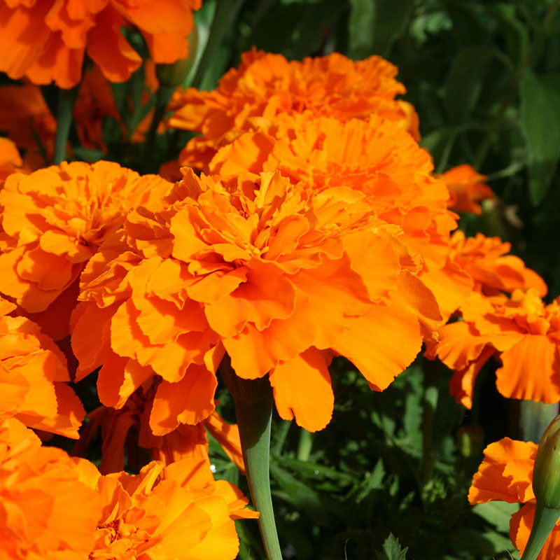 Marigold Safari Mix Seed