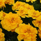Marigold Safari Mix Seed