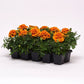 Marigold Bonanza Flame Seed