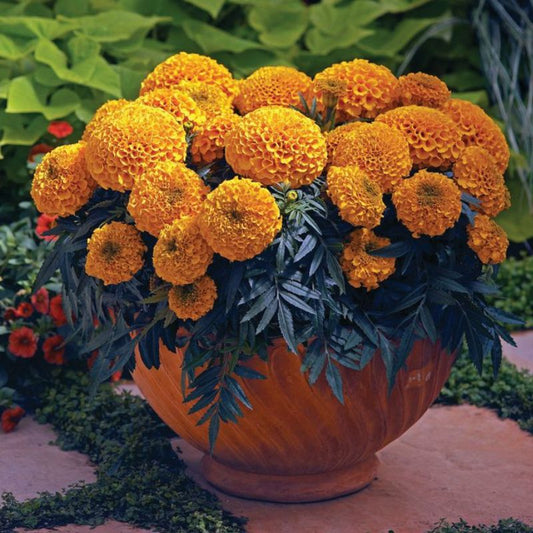 Marigold Antigua Orange F1 Seed