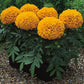 Marigold Antigua Orange F1 Seed