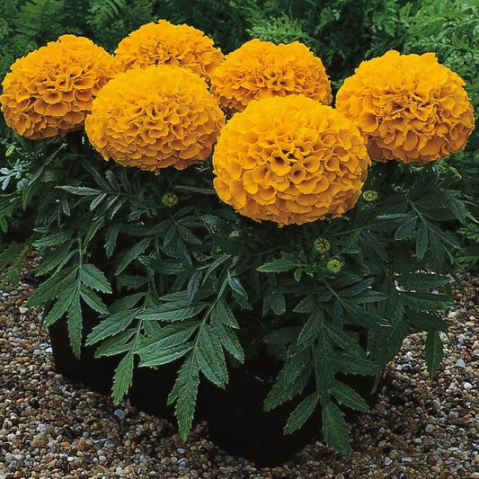 Marigold Antigua Orange F1 Seed
