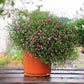 Gypsophila Gypsy Deep Rose Seed