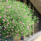 Gypsophila Gypsy Deep Rose Seed