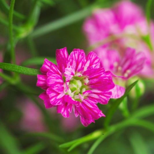 Gypsophila Gypsy Deep Rose Seed