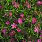 Gypsophila Gypsy Deep Rose Seed