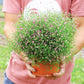 Gypsophila Gypsy Deep Rose Seed