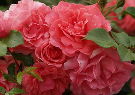 Bonapart Rose Seedlings Flower Seeds Perennial Growing Bonsai Corms Tubers Potted Planting Reblooming Fragrant Garden Roots Rhizomes Species Blooms Plant Bulbs Gardening Tree