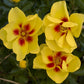Eyeconic Rose Seedlings Flower Seeds Perennial Growing Bonsai Corms Tubers Potted Planting Reblooming Fragrant Garden Roots Rhizomes Species Blooms Plant Bulbs Gardening Tree