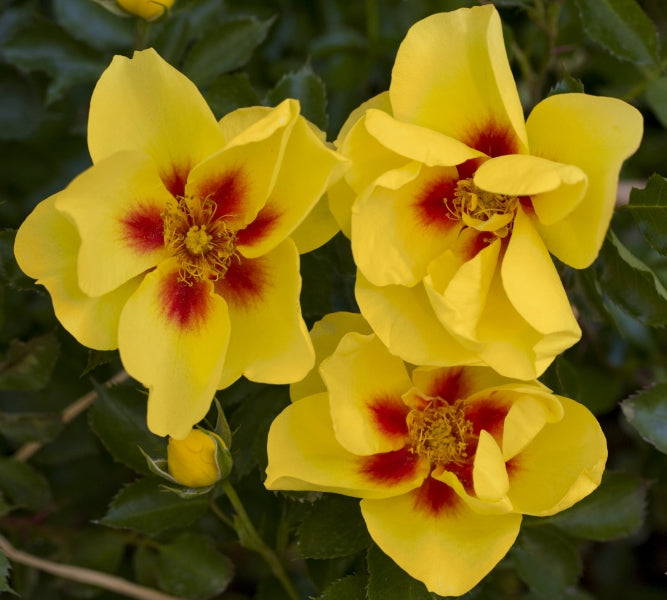 Eyeconic Rose Seedlings Flower Seeds Perennial Growing Bonsai Corms Tubers Potted Planting Reblooming Fragrant Garden Roots Rhizomes Species Blooms Plant Bulbs Gardening Tree