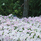 Petunia Wave Misty Lilac F1 Seed
