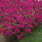 Petunia Wave Purple Classic F1 Seed