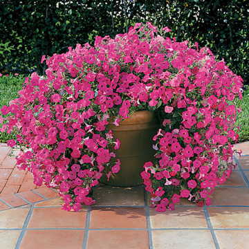 Tidal Wave&reg; Hot Pink Petunia Seeds