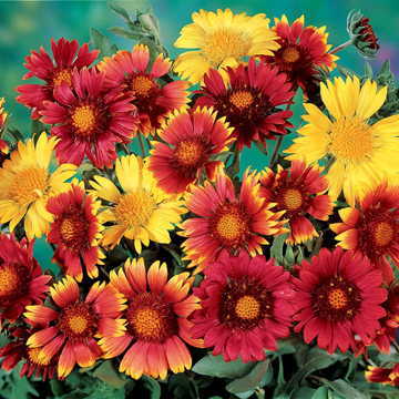 Painters Palette Blanket Flower Seeds