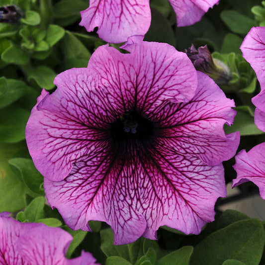 Petunia Daddy Sugar F1 Seed