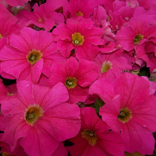 Petunia Dreams Pink F1 Seed