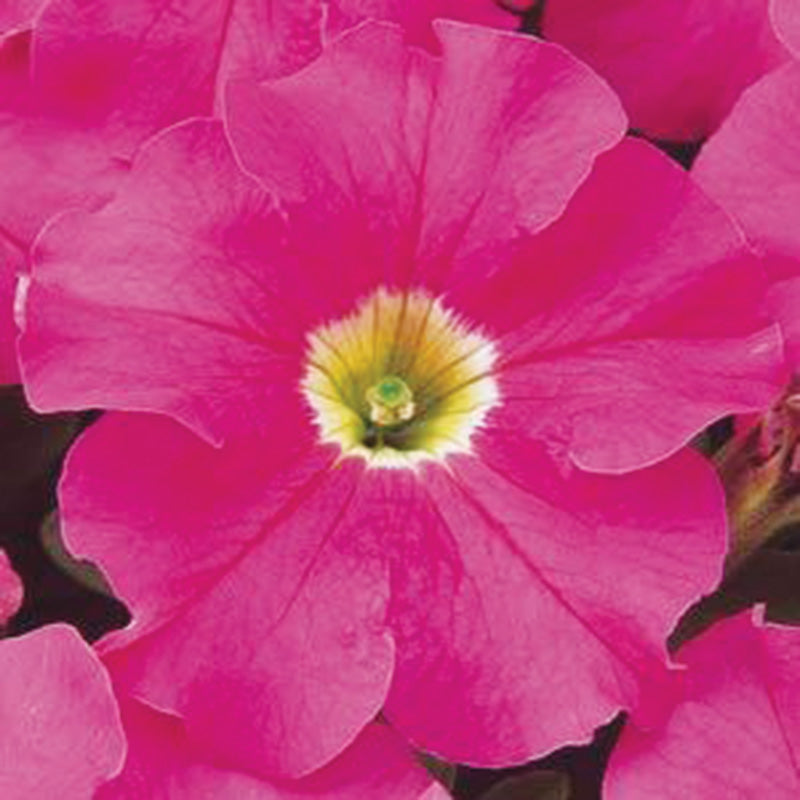 Petunia Dreams Mix F1 Seed