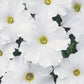 Petunia Dreams Mix F1 Seed