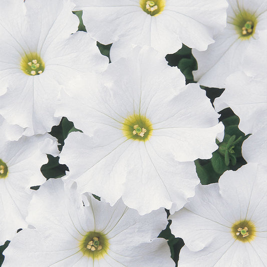 Petunia Dreams Mix F1 Seed