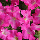 Petunia Dreams Mix F1 Seed