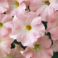 Petunia Dreams Mix F1 Seed