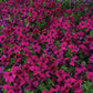 Petunia Dreams Mix F1 Seed