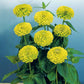 Zinnia Benary's Giant Lime Seed