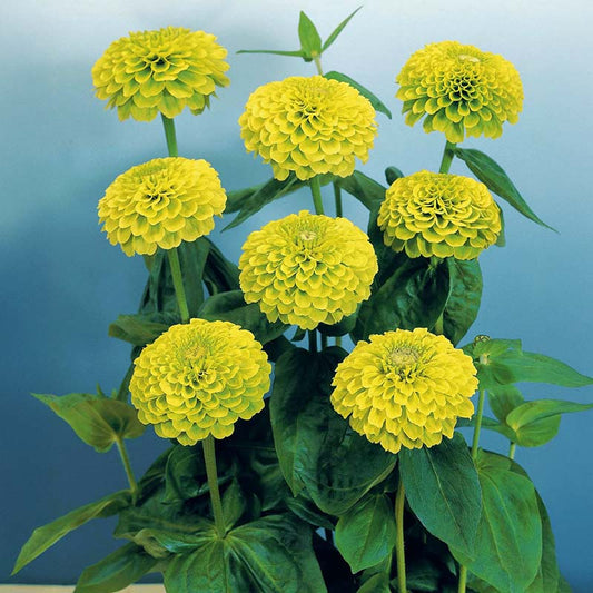 Zinnia Benary's Giant Lime Seed