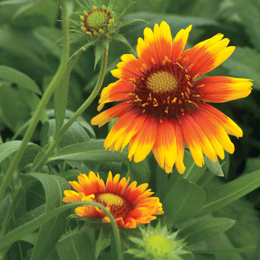 Arizona Sun Blanket Flower Seeds - Seedsplant