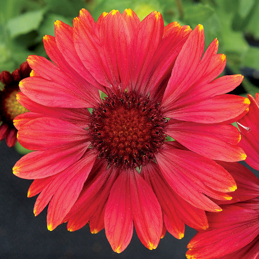 Arizona Red Shades Blanket Flower Seeds - Seedsplant