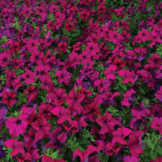 Petunia Dreams Burgundy F1 Seed