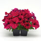 Petunia Dreams Burgundy F1 Seed