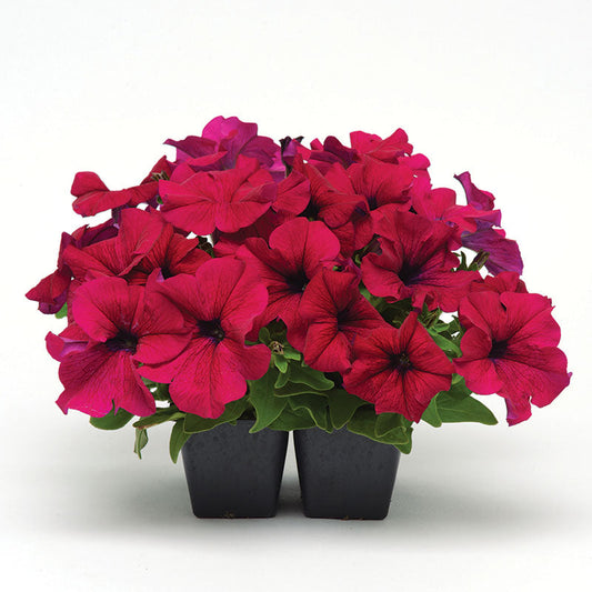 Petunia Dreams Burgundy F1 Seed