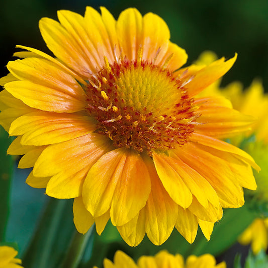 Arizona Apricot Blanket Flower Seeds - Seedsplant