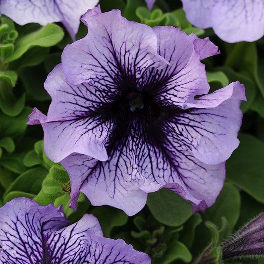 Petunia Daddy Blue F1 Seed