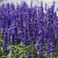 Salvia Victoria Blue Seed